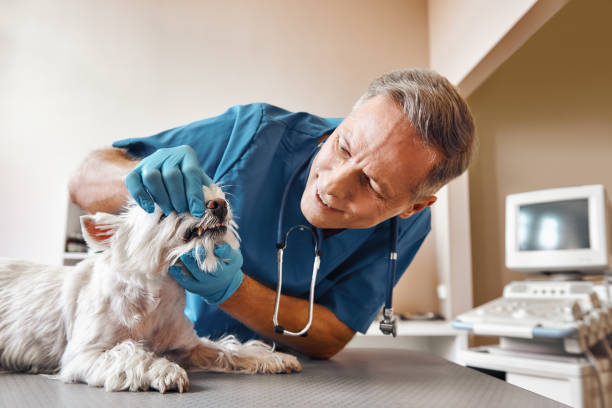 Best Weekend Emergency Dentist in Wilkes Barre, PA
